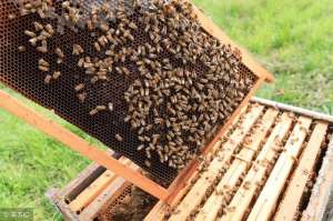 hot 养殖空调机组(蜜蜂蜂群温湿度调节研究进展（汪天澍等）)