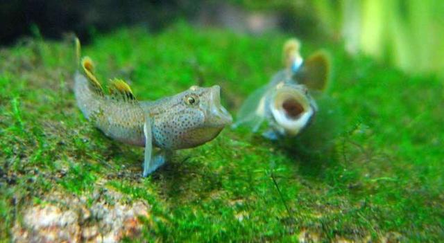 别看虾虎鱼个头小，它们可是一群好战分子，如何饲养为好？