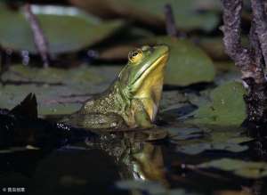 牛蛙池塘养殖(养好牛蛙需要知道的 4 个饲养管理方法，经验之谈)