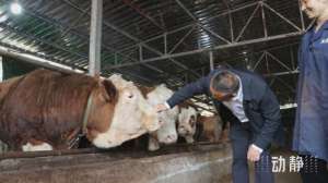 中国肉牛养殖信息(抢抓机遇扩群增量，贵州一季度省外引牛14万头)