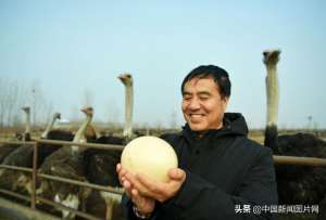 刘福辰鸵鸟养殖基地(探访河北侨商的“鸵鸟经济”助力农民致富 每户年增收9万元)