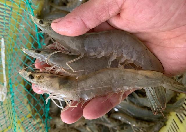 抗生素超标的鱼虾您敢吃吗？水产养殖自身污染到底有多严重？
