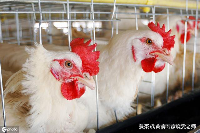 肉鸡养殖鸡舍的布局设计很重要，鸡有好窝，才好养
