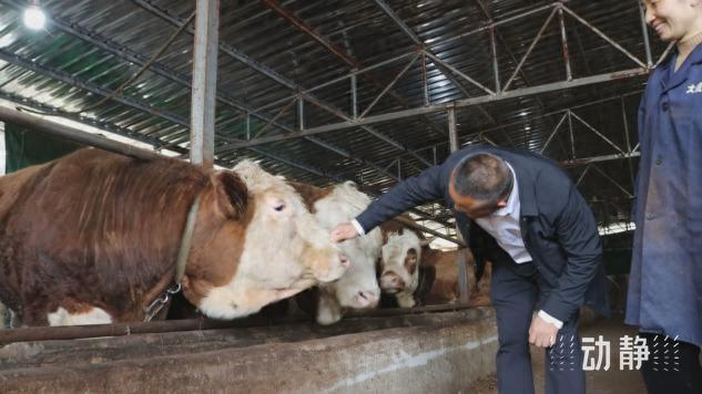 抢抓机遇扩群增量，贵州一季度省外引牛14万头