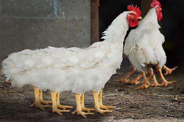 以色列无毛鸡pk中国七彩山鸡，谁将更有市场？（附山鸡养殖技术）