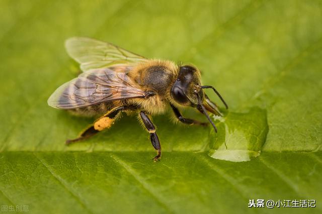 蜜蜂四季管理技术知识总结，有了它，再也不用担心养不好蜜蜂了