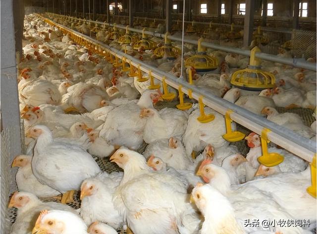 肉鸡怎么养才长得快？肉鸡养殖技术与管理，养鸡人赶紧收藏学习！