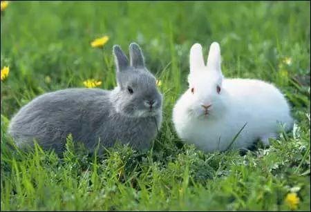 可爱的小兔兔，浑身都是宝！每只利润高达50！