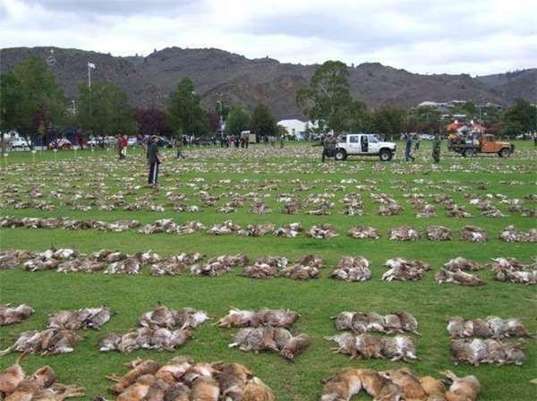 兔子泛滥到澳洲人用轰炸机杀兔子，网友：让中国人过去就都解决了