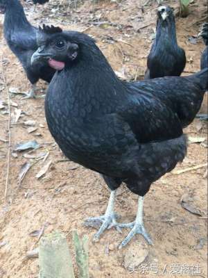 白凤乌鸡的养殖(乌黑鸡下绿壳蛋，生态散养乌鸡技术，你知道多少？)