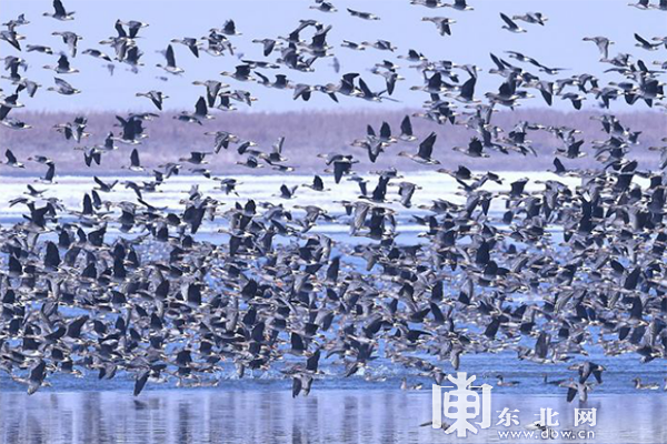 龙江春季观鸟地图：追寻空中精灵，一同叫醒春天
