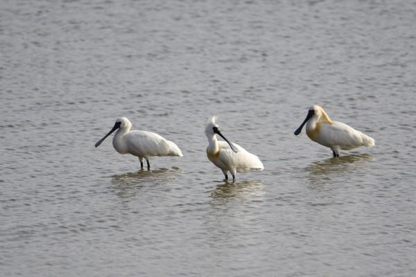 上海这一发现四百余种珍禽的“观鸟圣地”，是否会因河道施工黯然失色？