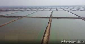 江苏水产养殖网(10万亩塘要变天一年养两茬斑节虾人累钱少，很多人要转养白对虾)