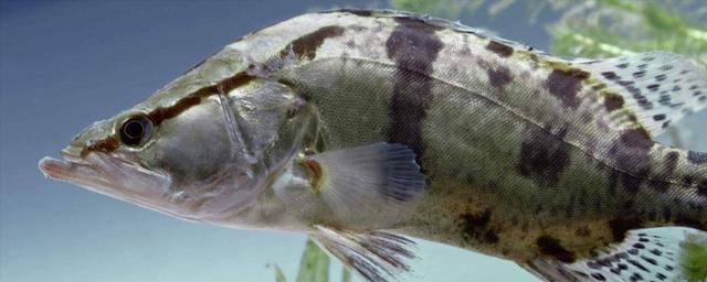 鳜鱼养殖利润深度分析，饵料占比80%是最大成本 附鳜鱼养殖技术