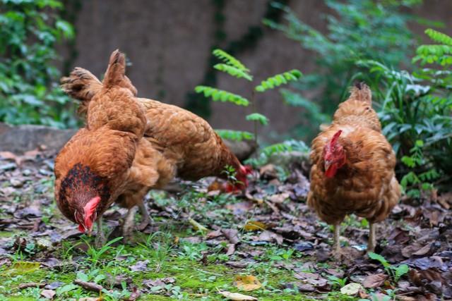 农村养殖土鸡怎么才能销售出去？