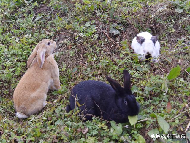 两大科院“加盟”贵州省铜仁市万山武陵兔业