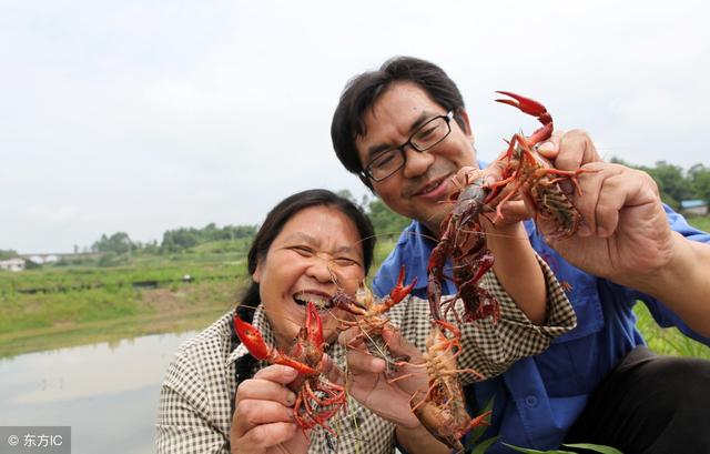 扶贫讲堂：小龙虾养殖如何利润最大化？这几种套养模式知道吗？