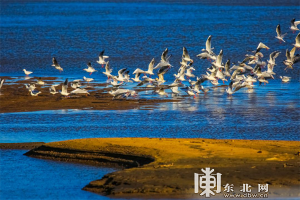 龙江春季观鸟地图：追寻空中精灵，一同叫醒春天
