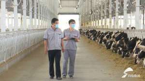 临朐 整顿 养殖(奶牛存栏量将达到10000头大项目推动潍坊临朐县畜牧业转型升级)