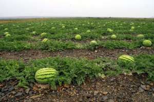 西瓜养殖方法(如何种出高品质西瓜？品种众多，农民该如何选择？)