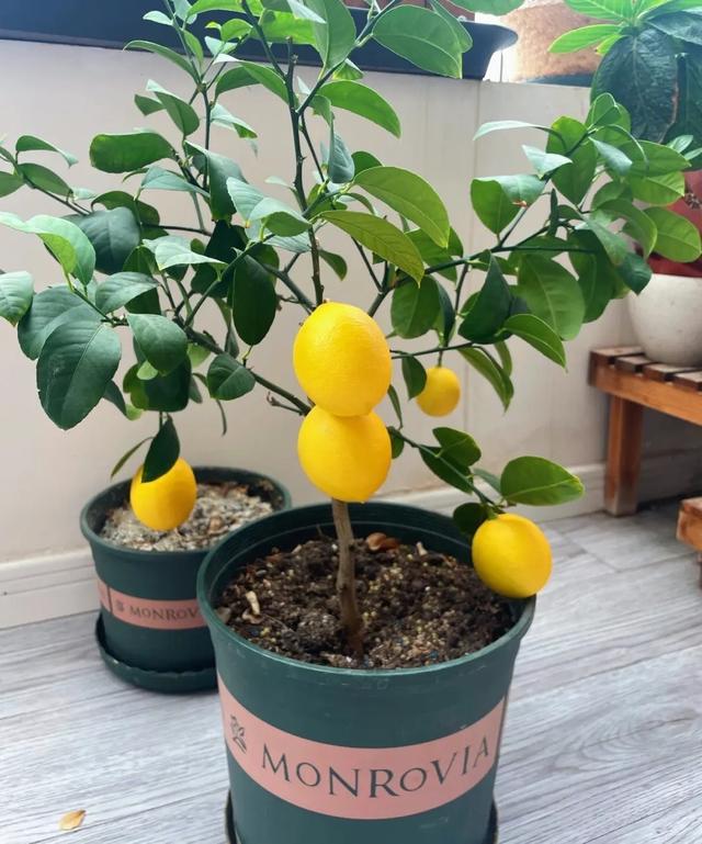 想吃柠檬自己种，3个简单小技巧，不停开花，果子金灿灿挂满枝