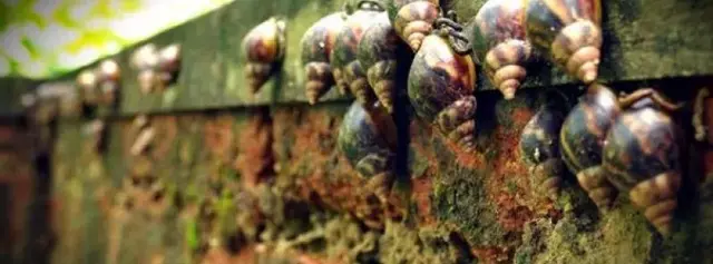 连中国吃货都解决不了的入侵生物，这种非洲巨型蜗牛如何入侵全球