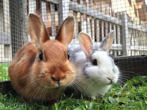 兔子养殖消毒(养兔技术｜养兔化学消毒的方法)