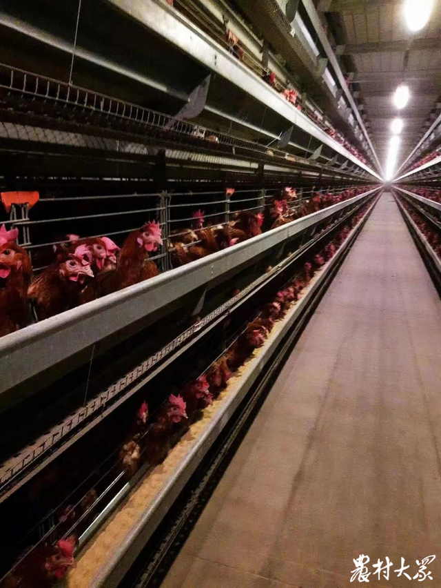 智能化饲养，一人轻松管理10万只蛋鸡，单饲料成本就可节省30