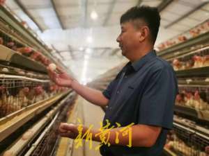 济南蛋鸡养殖(济南有名“鸡管家”，打眼一看就知道鸡是单眼皮还是双眼皮，管理87万只鸡年收入近亿元)
