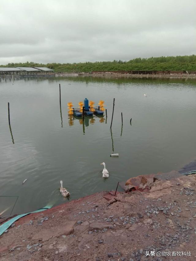 钦州市王老板采用微生物技术轻松解决海鸭养殖水域黑臭问题效益高