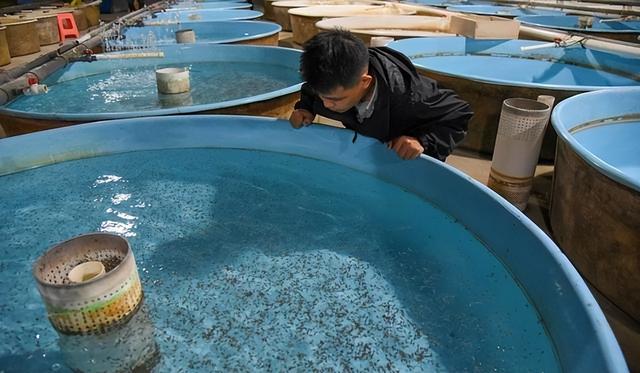 中华鲟现身上海！38年放生700万尾，中华鲟为啥还没有鱼满为患？