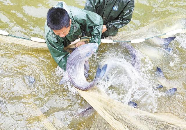 守护长江鱼“芯片”年繁育种苗8亿尾——探访湖北武汉青鱼原种场