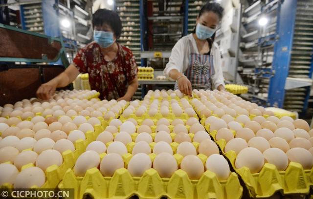 河北邯郸：规模化蛋鸡养殖助农增收
