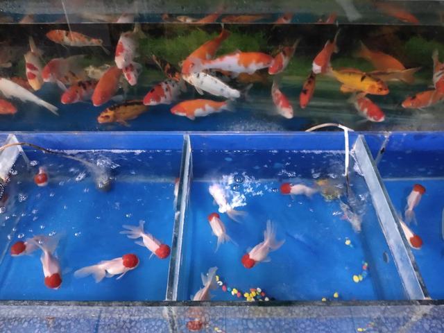 观赏鱼有四大吃货，饲养它们我们要谨慎，注意密度和鱼缸过滤