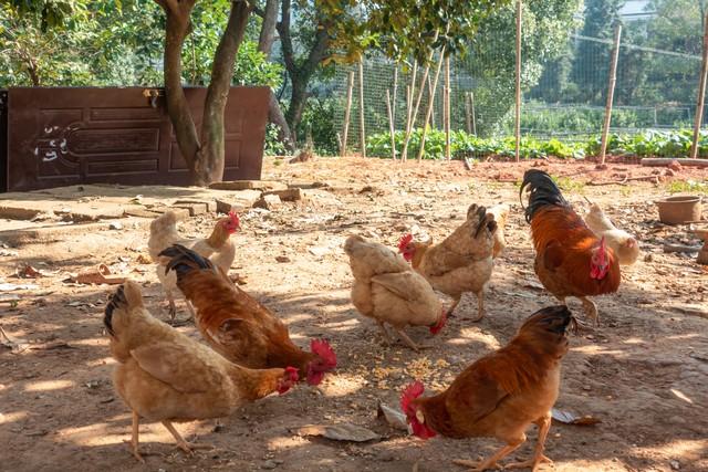 农村养殖土鸡怎么才能销售出去？