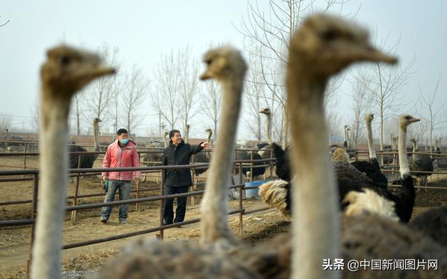 探访河北侨商的“鸵鸟经济”助力农民致富 每户年增收9万元