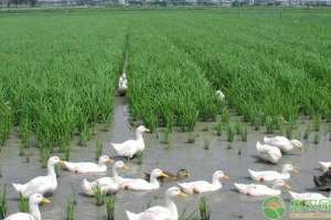 绍兴麻鸭的养殖技术(鸭子如何做好生态放养？目前市场上有哪几种养鸭模式？)