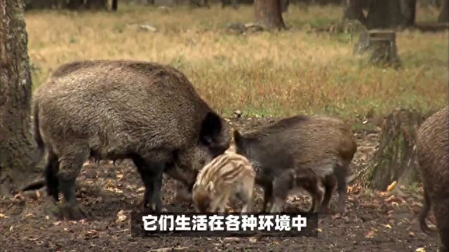 野猪的适应性与繁殖能力：揭秘其对生态系统的潜在贡献