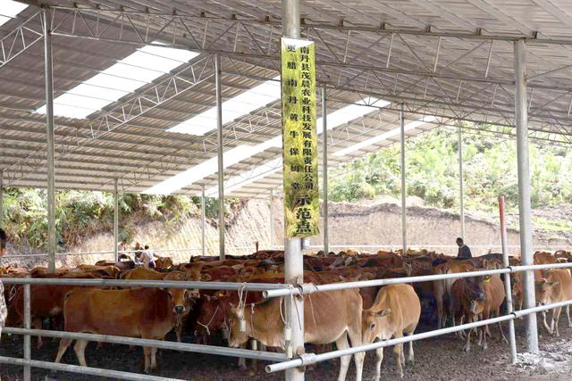 南丹县：围绕肉牛优势产业 做好“牛”文章