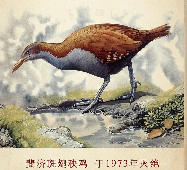百年来灭绝的17种最美飞鸟