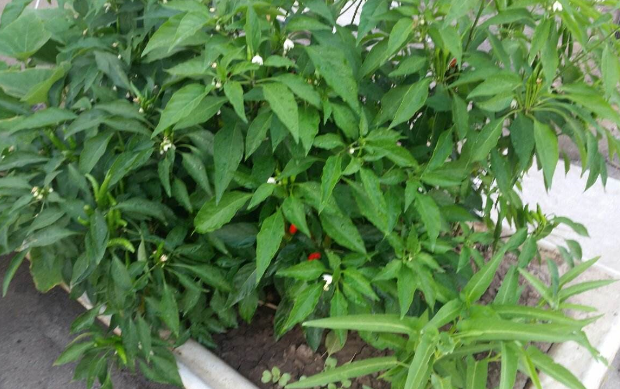 阳台种辣椒，做到“3点”，枝壮叶绿花多，辣椒多压弯枝