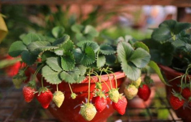 盆栽草莓的栽培技术，以及管理技巧，学会了，轻轻松松挂满果