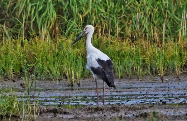 上海这一发现四百余种珍禽的“观鸟圣地”，是否会因河道施工黯然失色？