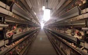 蛋鸡养殖大县(团风蛋鸡产业走上绿色发展之路)