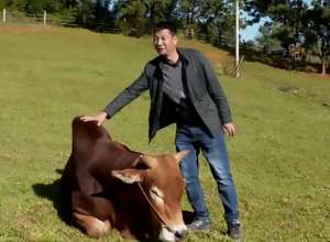 云南养殖视频(云南大叔养牛13年，靠特色品种年入5000万，带领2万多名村民致富)