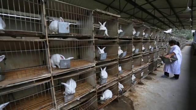 他建起中国最大的养兔场，年出栏百万只兔子，还将兔肉卖到了国外