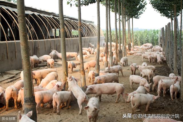 养猪场投资预算-十万头生态养猪场项目可行性报告