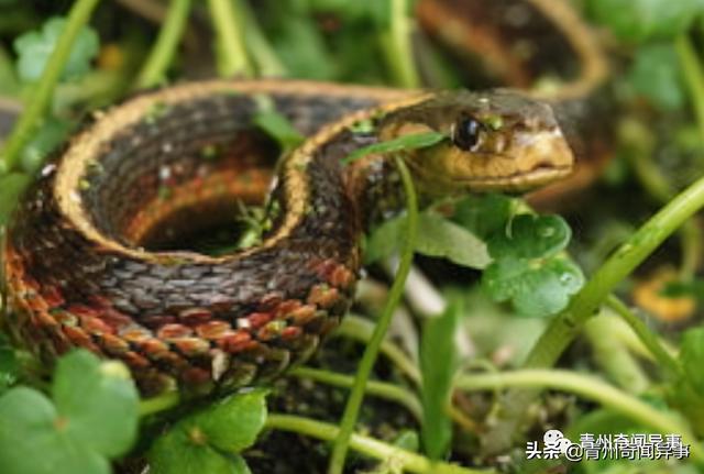 奇闻：青州弥河的瓜田里出现一条大蛇