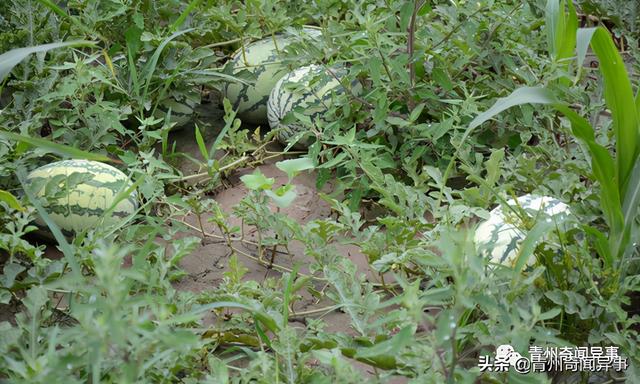 奇闻：青州弥河的瓜田里出现一条大蛇