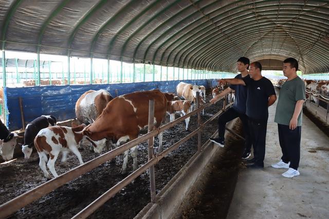阳城：肉牛产业助力乡村振兴